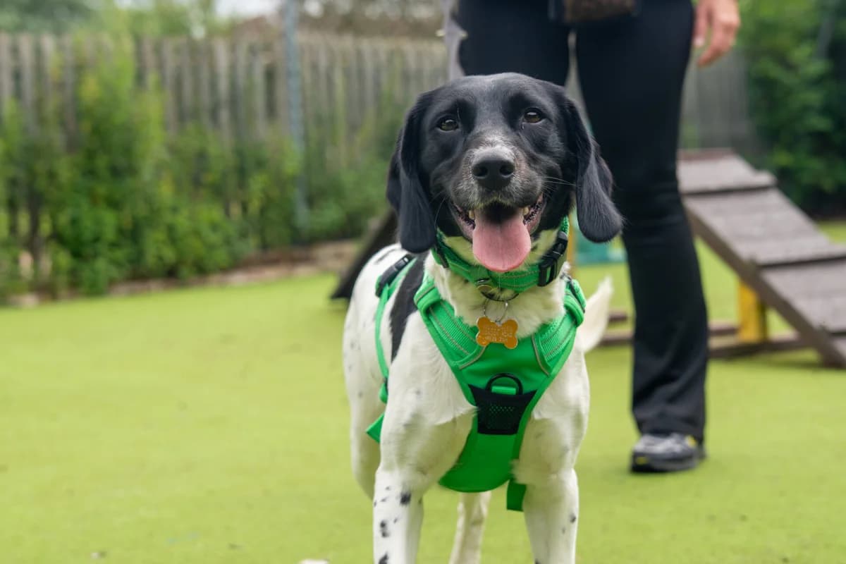 Ci Ci, female young mixed breed for adoption at Woodgreen Pets Charity