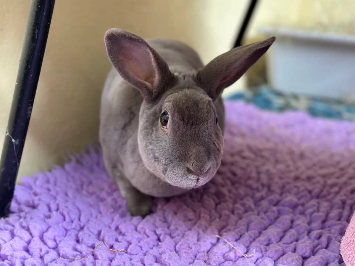 Cleo, female 7yo mixed breed for adoption at Woodgreen Pets Charity