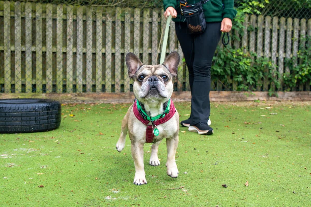 Coco, male 6yo English Bulldog for adoption at Woodgreen Pets Charity