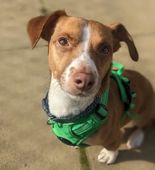 Cruze, male 4yo mixed breed for adoption at Woodgreen Pets Charity