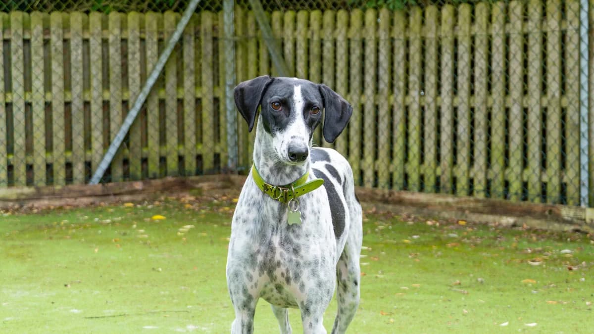 Daphne, female 3yo mixed breed for adoption at Woodgreen Pets Charity