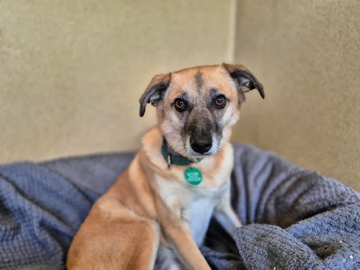 Dexter, male 5yo mixed breed for adoption at Woodgreen Pets Charity