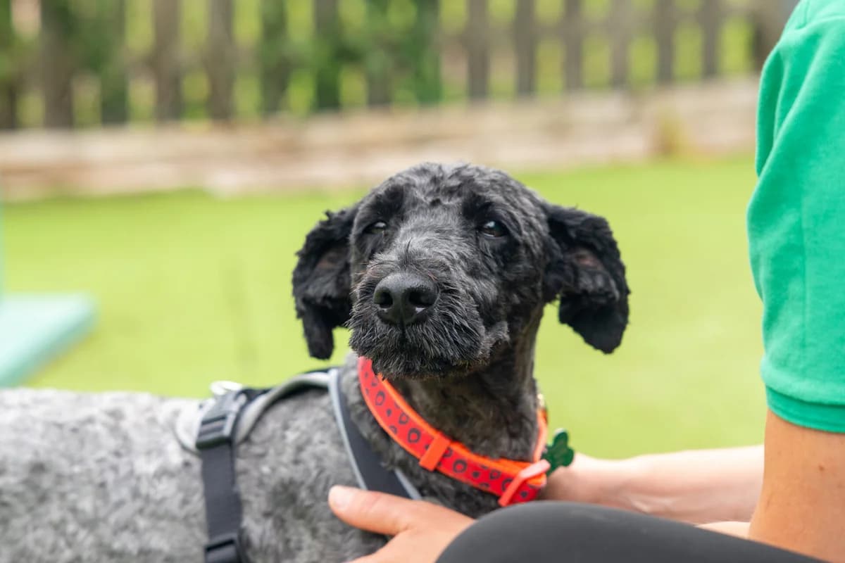Doja, female 5yo mixed breed for adoption at Woodgreen Pets Charity