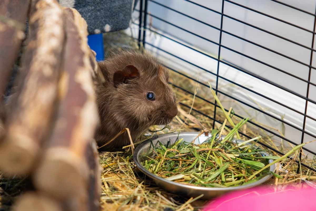 Elvis and Peanut Butter, male puppy Abyssinian for adoption at Woodgreen Pets Charity