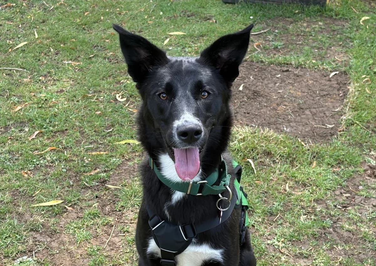 Figgy, female young Collie for adoption at Woodgreen Pets Charity