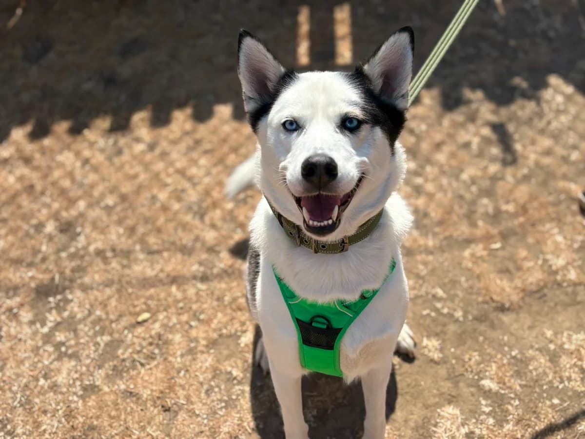Fluke, male 3yo Husky for adoption at Woodgreen Pets Charity