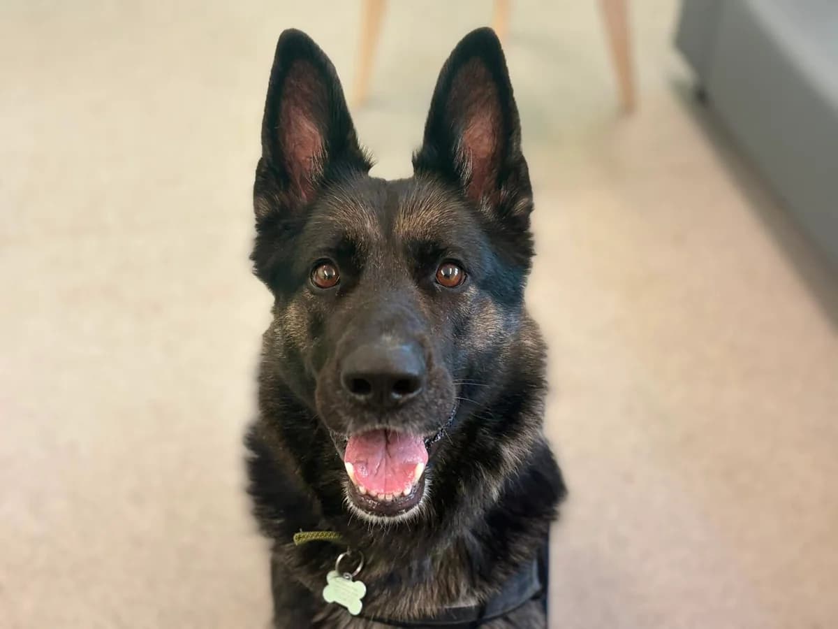 Gigi, female 5yo mixed breed for adoption at Woodgreen Pets Charity