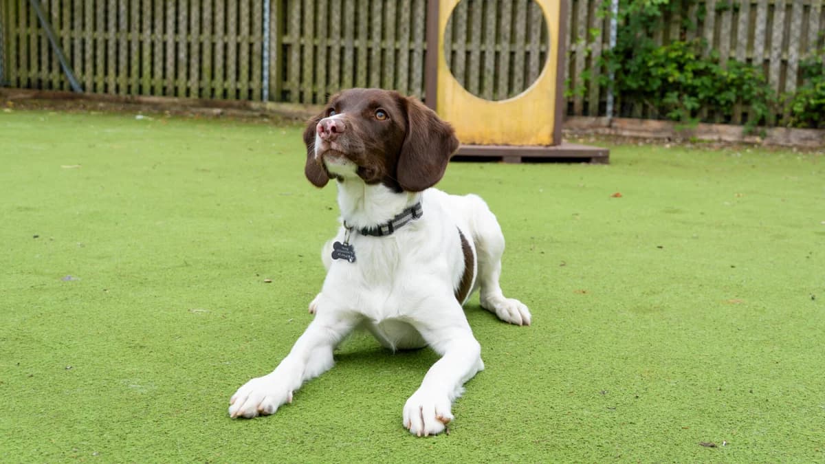 Hugo, male puppy Labrador Retriever for adoption at Woodgreen Pets Charity