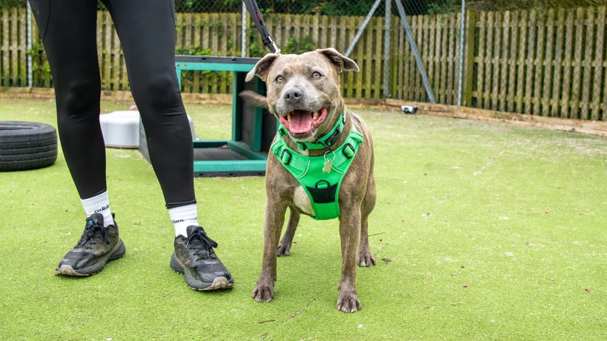 Iris, female 6yo Staffordshire Bull Terrier for adoption at Woodgreen Pets Charity