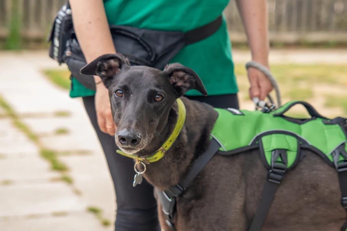 Jerry, male 5yo Greyhound for adoption at Woodgreen Pets Charity