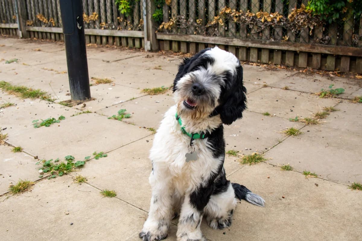 Kaleb, male young Mixed Breed for adoption at Woodgreen Pets Charity