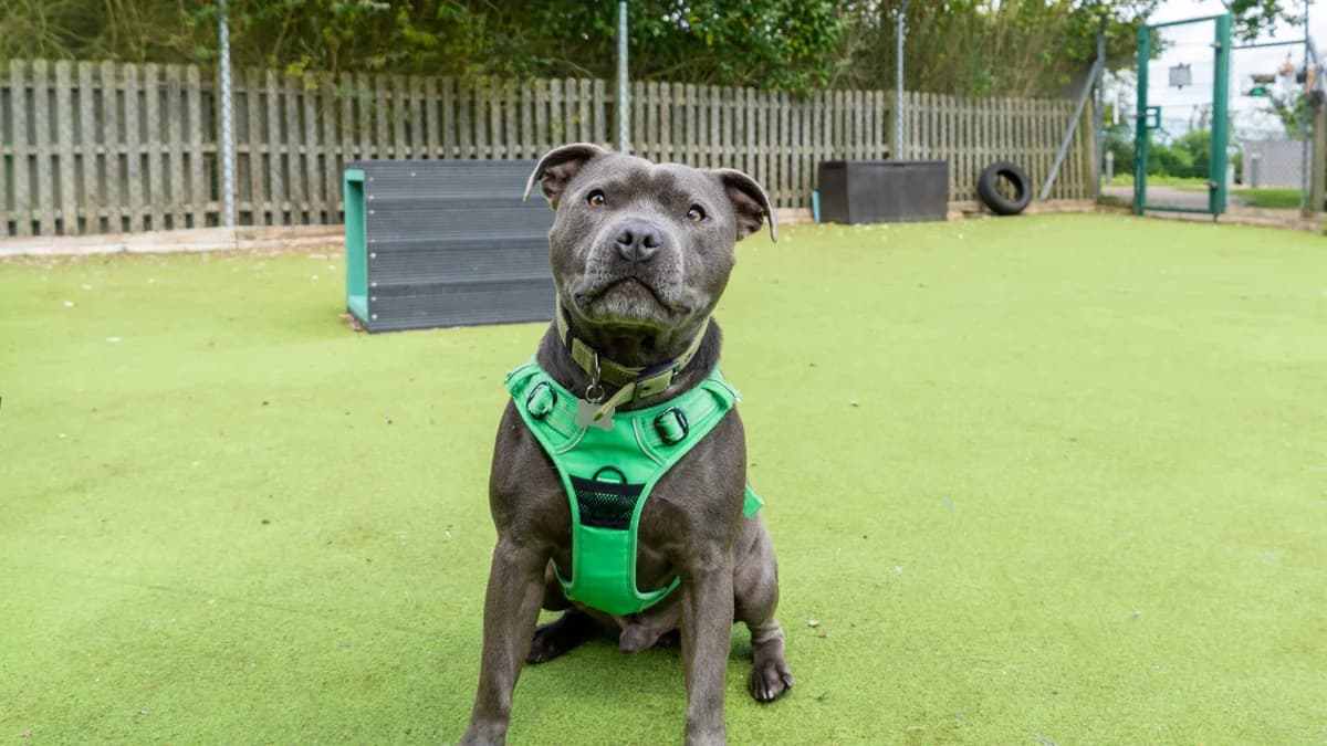 Luca, male 5yo Staffordshire Bull Terrier for adoption at Woodgreen Pets Charity