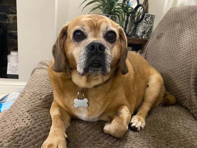 Maddie, female senior Puggle for adoption at Woodgreen Pets Charity