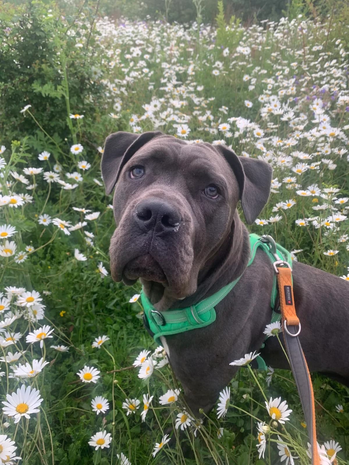 Marnie, female puppy Cane Corso for adoption at Woodgreen Pets Charity