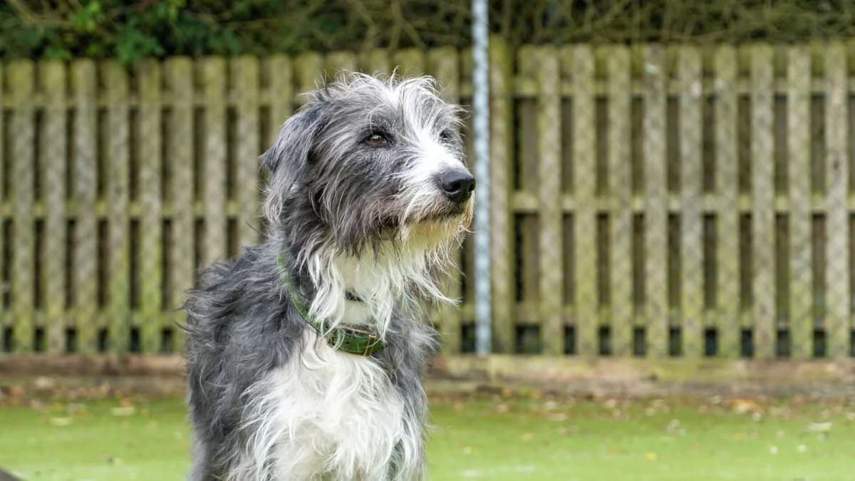 Max, male 7yo Border Collie for adoption at Woodgreen Pets Charity