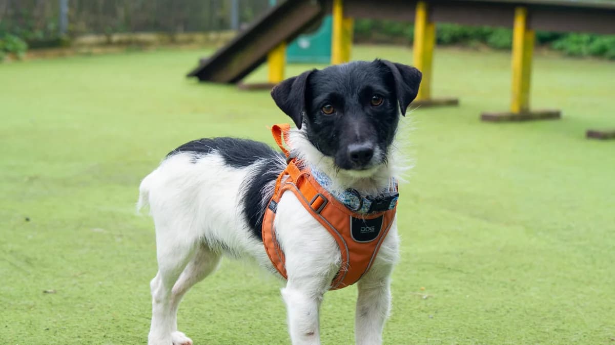 Mochi, male young mixed breed for adoption at Woodgreen Pets Charity