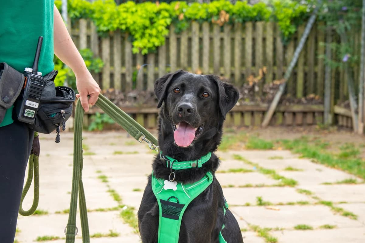Molly, female 3yo Labrador Retriever for adoption at Woodgreen Pets Charity