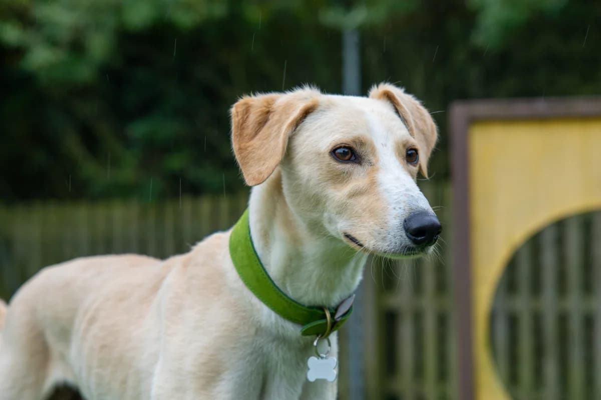 Mr, male young mixed breed for adoption at Woodgreen Pets Charity
