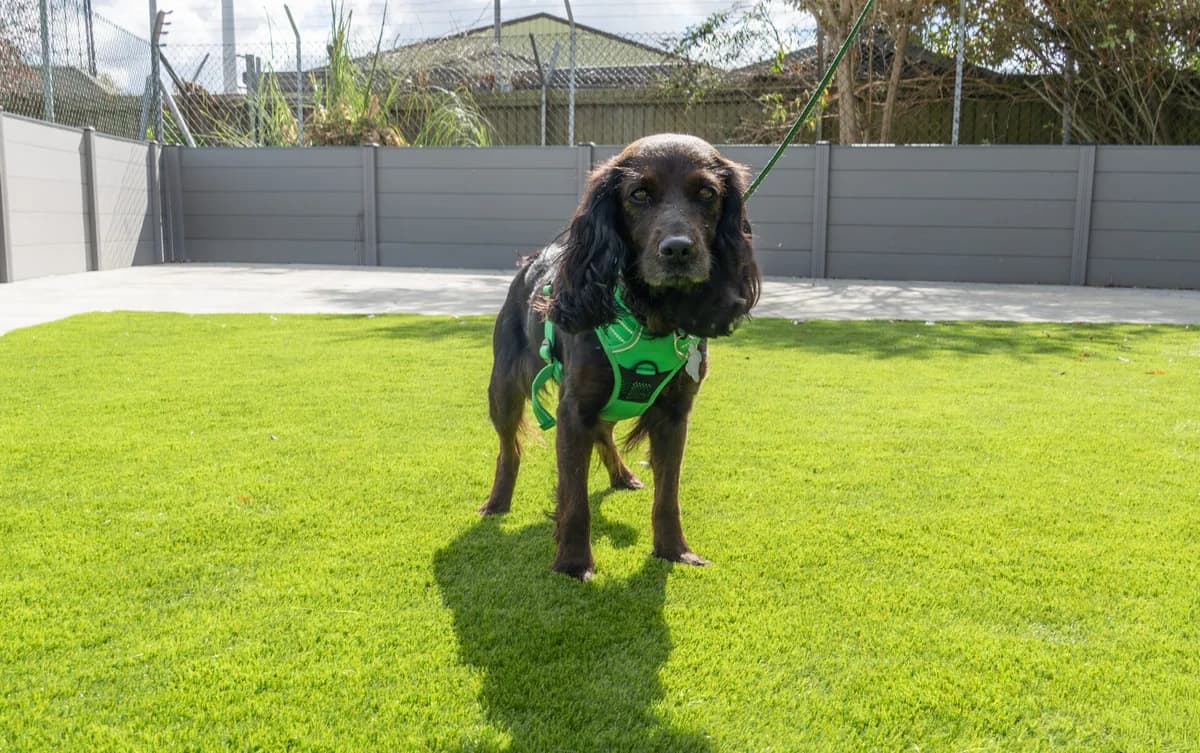 Nala, female 5yo Cocker Spaniel for adoption at Woodgreen Pets Charity