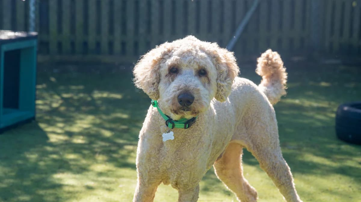 Paddy, male 5yo Labradoodle for adoption at Woodgreen Pets Charity