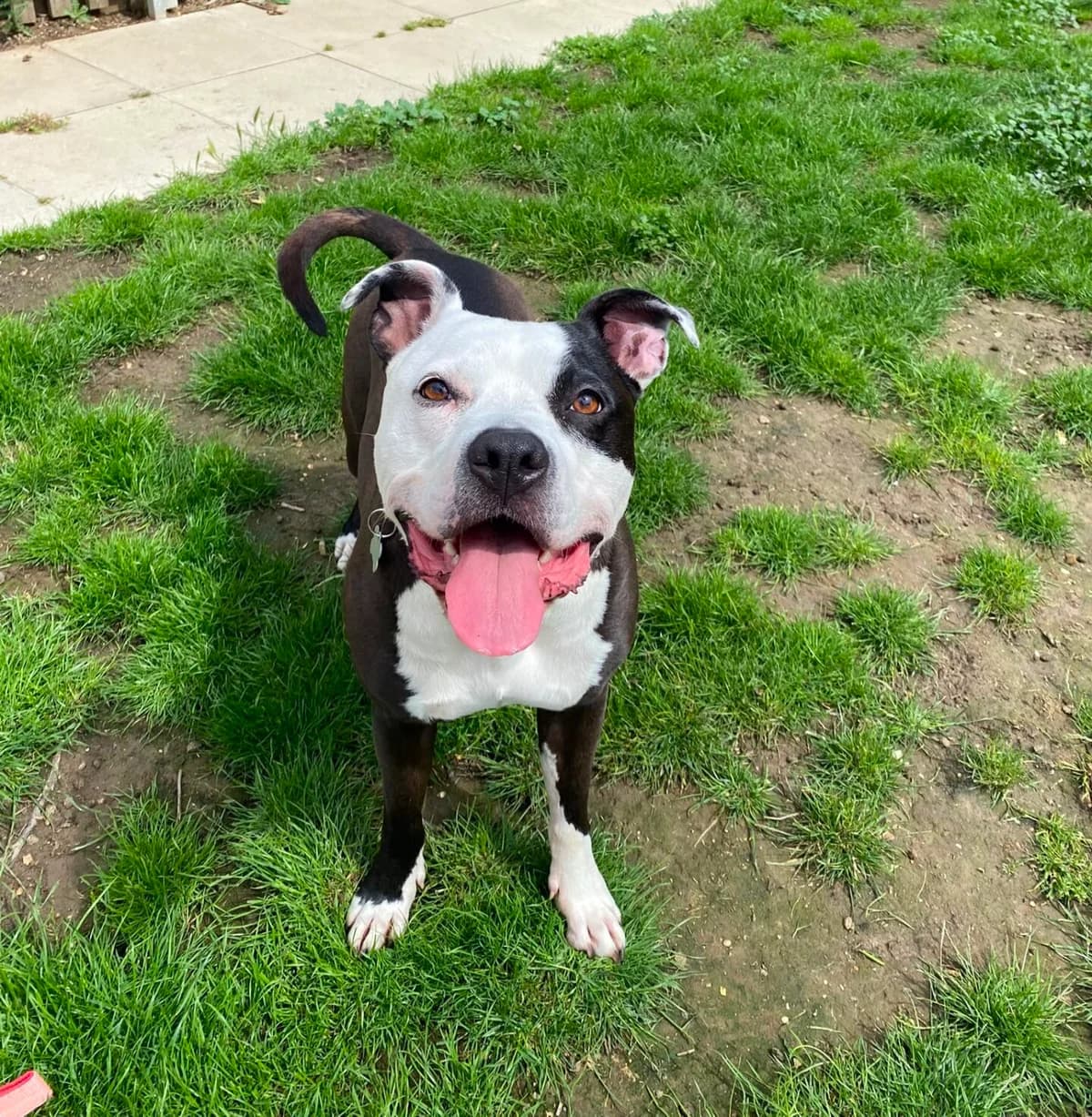 Patch, male 4yo Staffordshire Bull Terrier for adoption at Woodgreen Pets Charity
