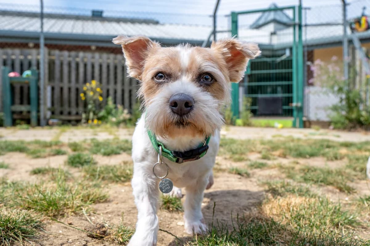 Peanut, male young Shih Tzu for adoption at Woodgreen Pets Charity