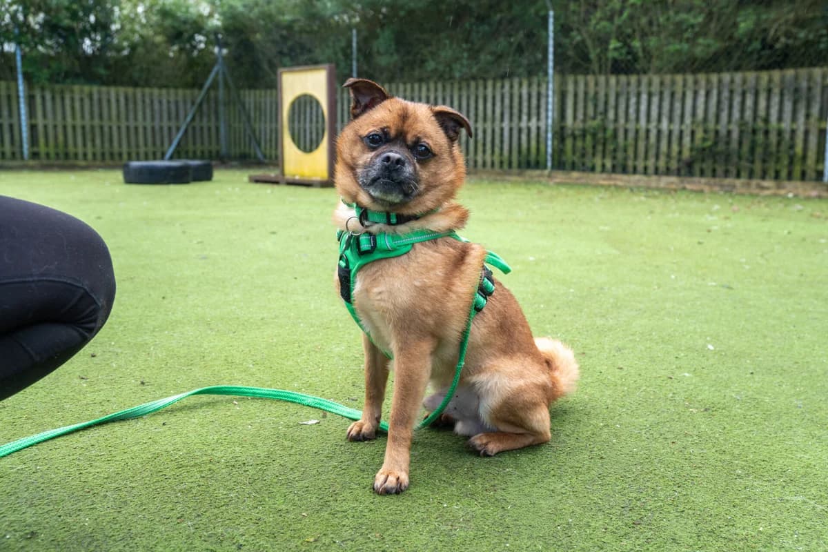 Perri, male senior Pug for adoption at Woodgreen Pets Charity