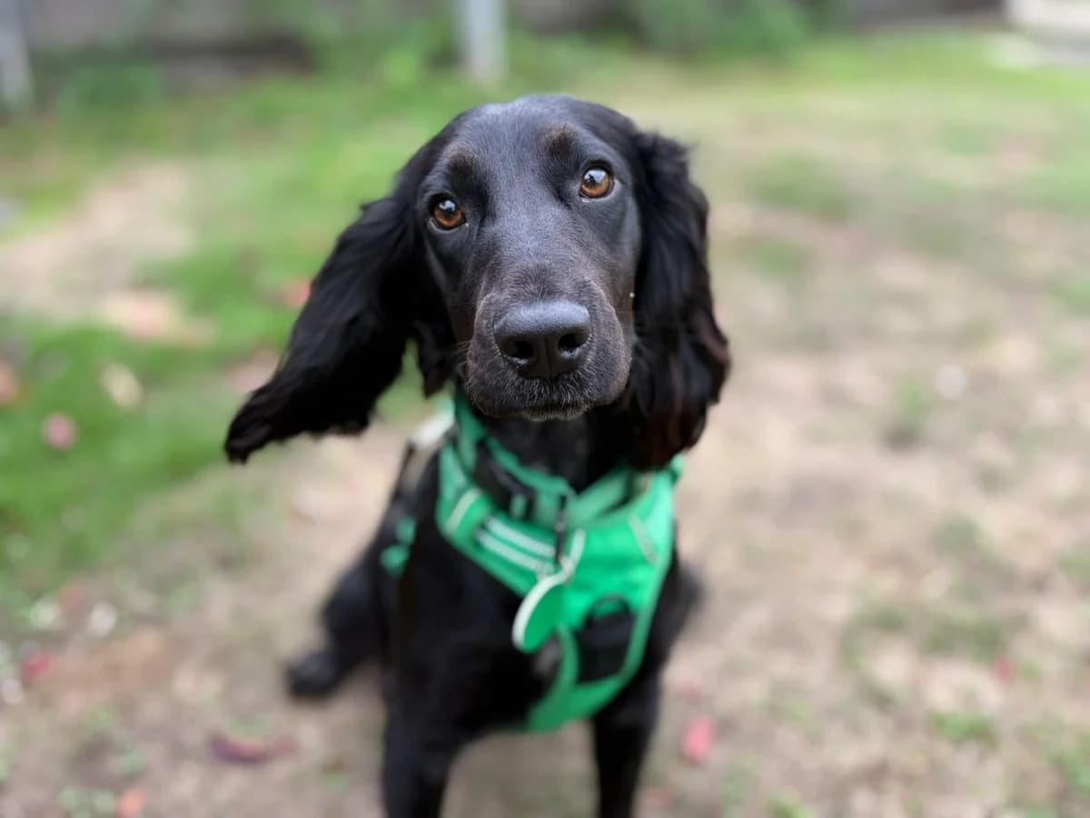 Raven, female young Cocker Spaniel for adoption at Woodgreen Pets Charity