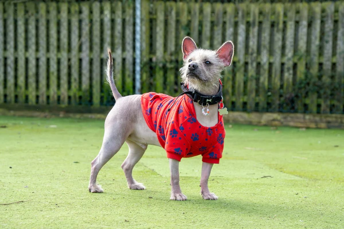 Robin, male young Chinese Crested for adoption at Woodgreen Pets Charity