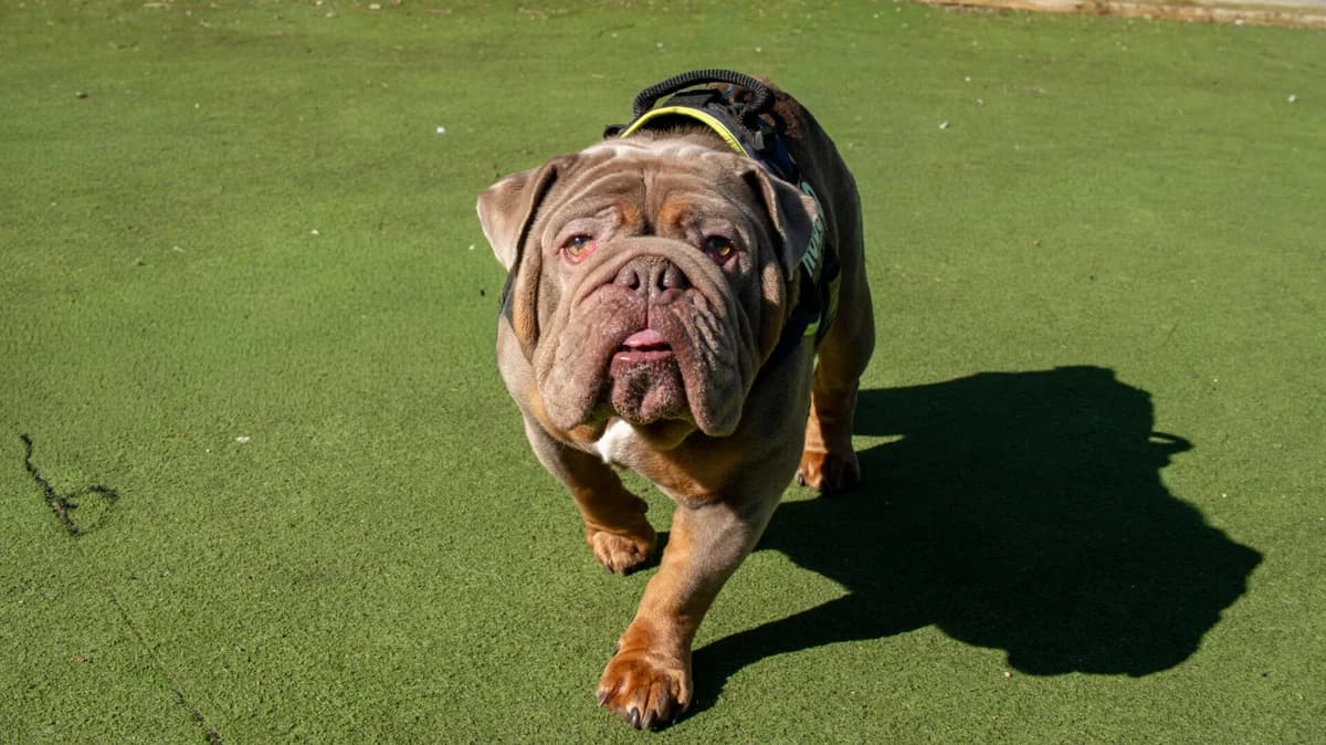 Rocco, male 3yo English Bulldog for adoption at Woodgreen Pets Charity