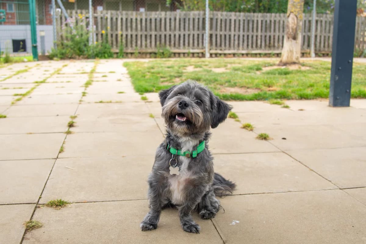 Ronnie, male 3yo Schnoodle for adoption at Woodgreen Pets Charity