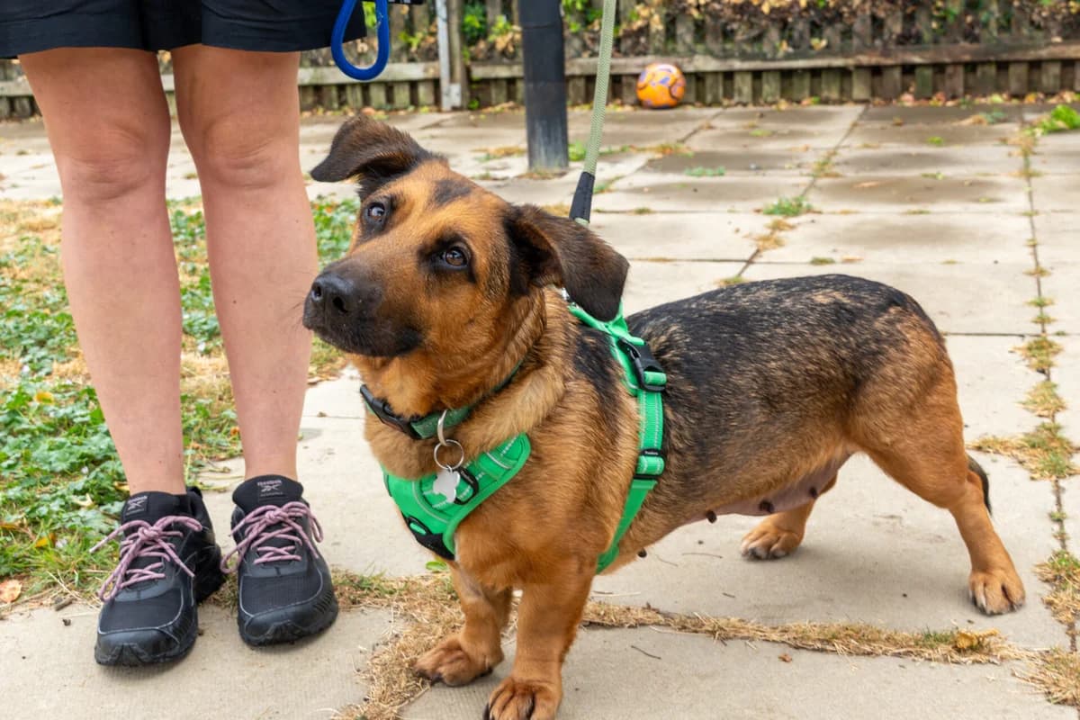 Rosie, female 6yo mixed breed for adoption at Woodgreen Pets Charity