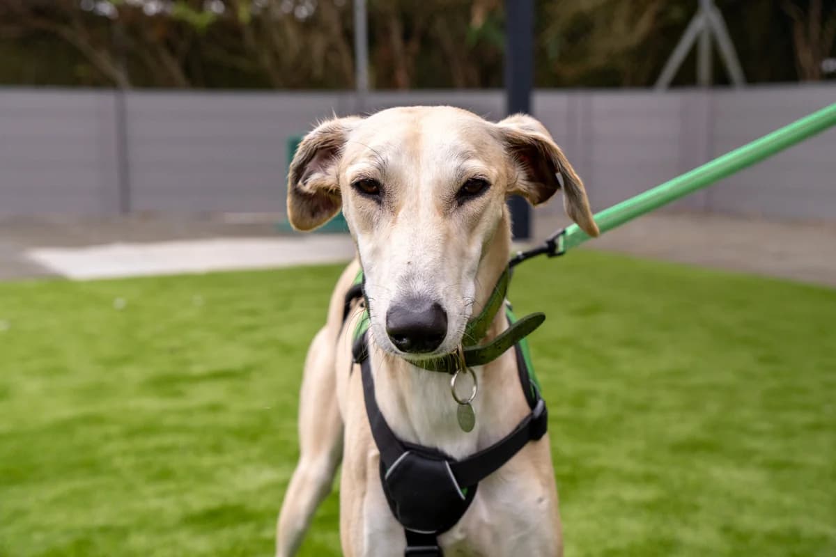Saffy, female 4yo mixed breed for adoption at Woodgreen Pets Charity