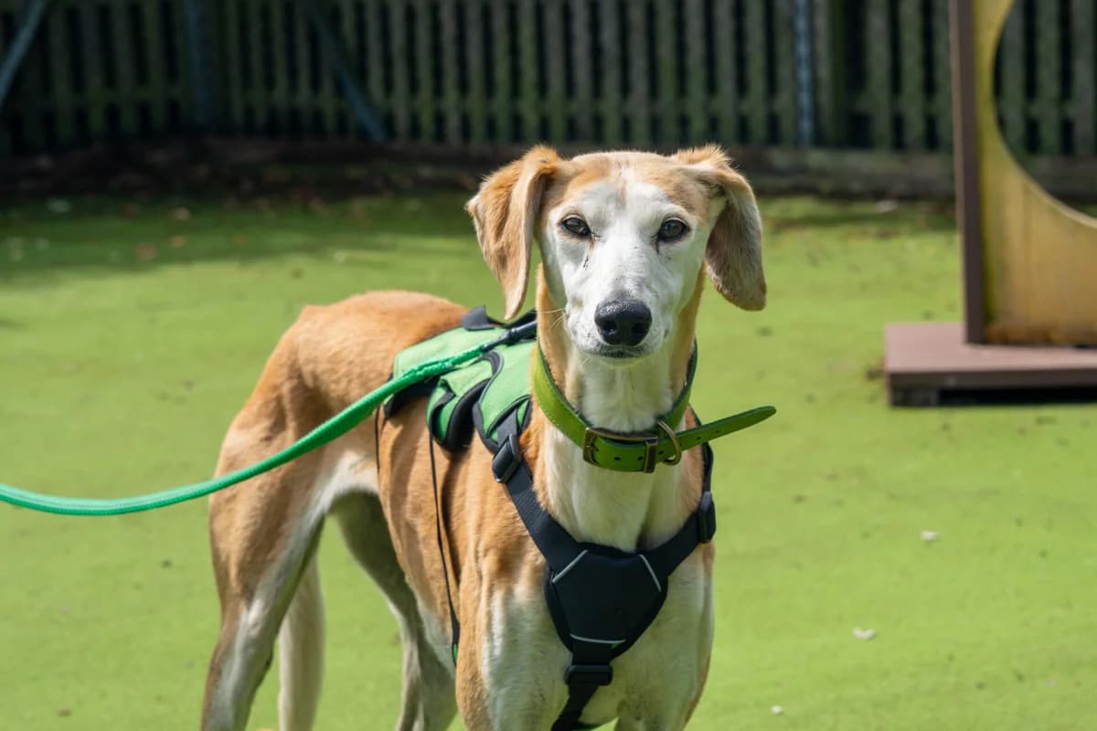 Sally, female senior mixed breed for adoption at Woodgreen Pets Charity