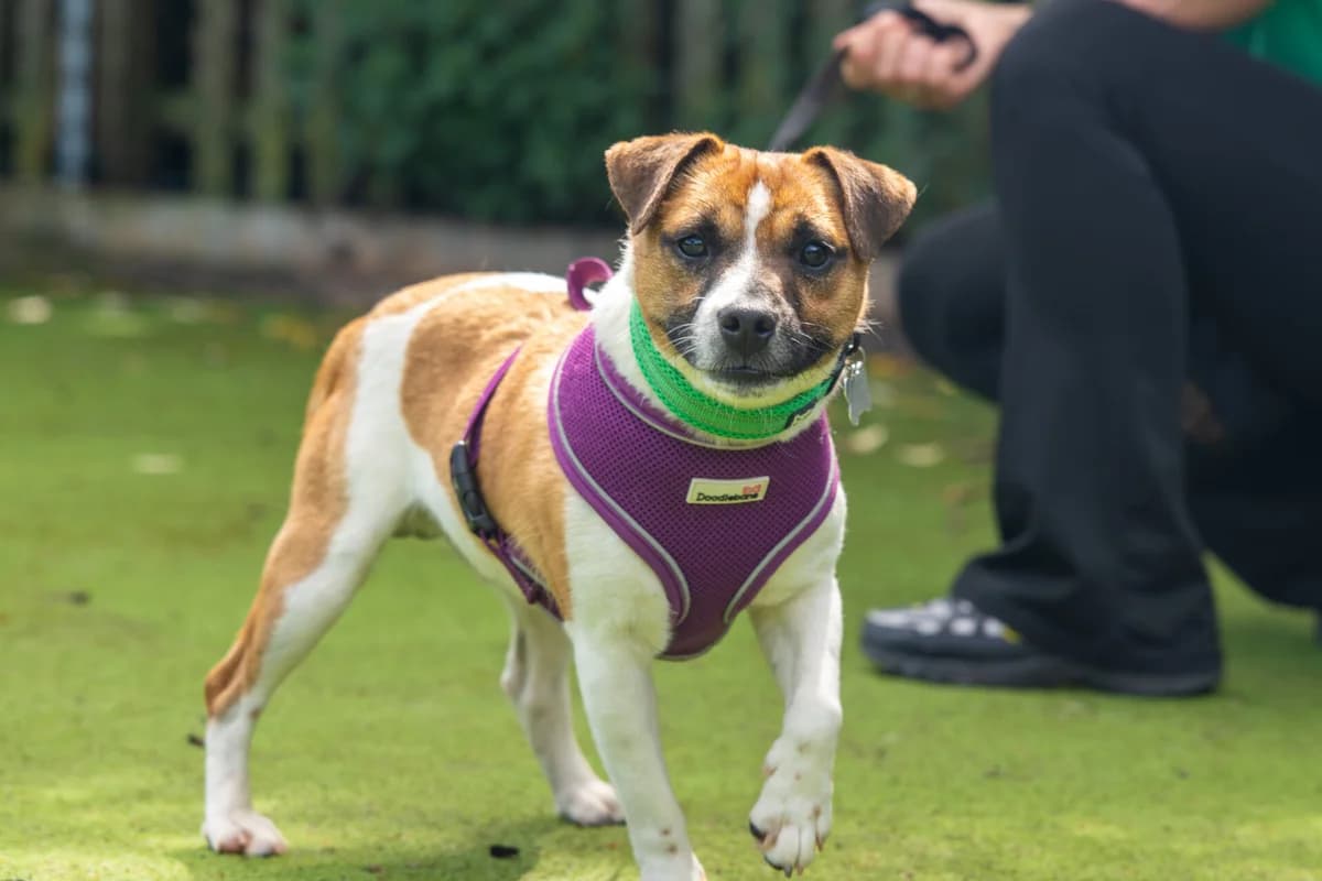 Sean Paul, male young mixed breed for adoption at Woodgreen Pets Charity