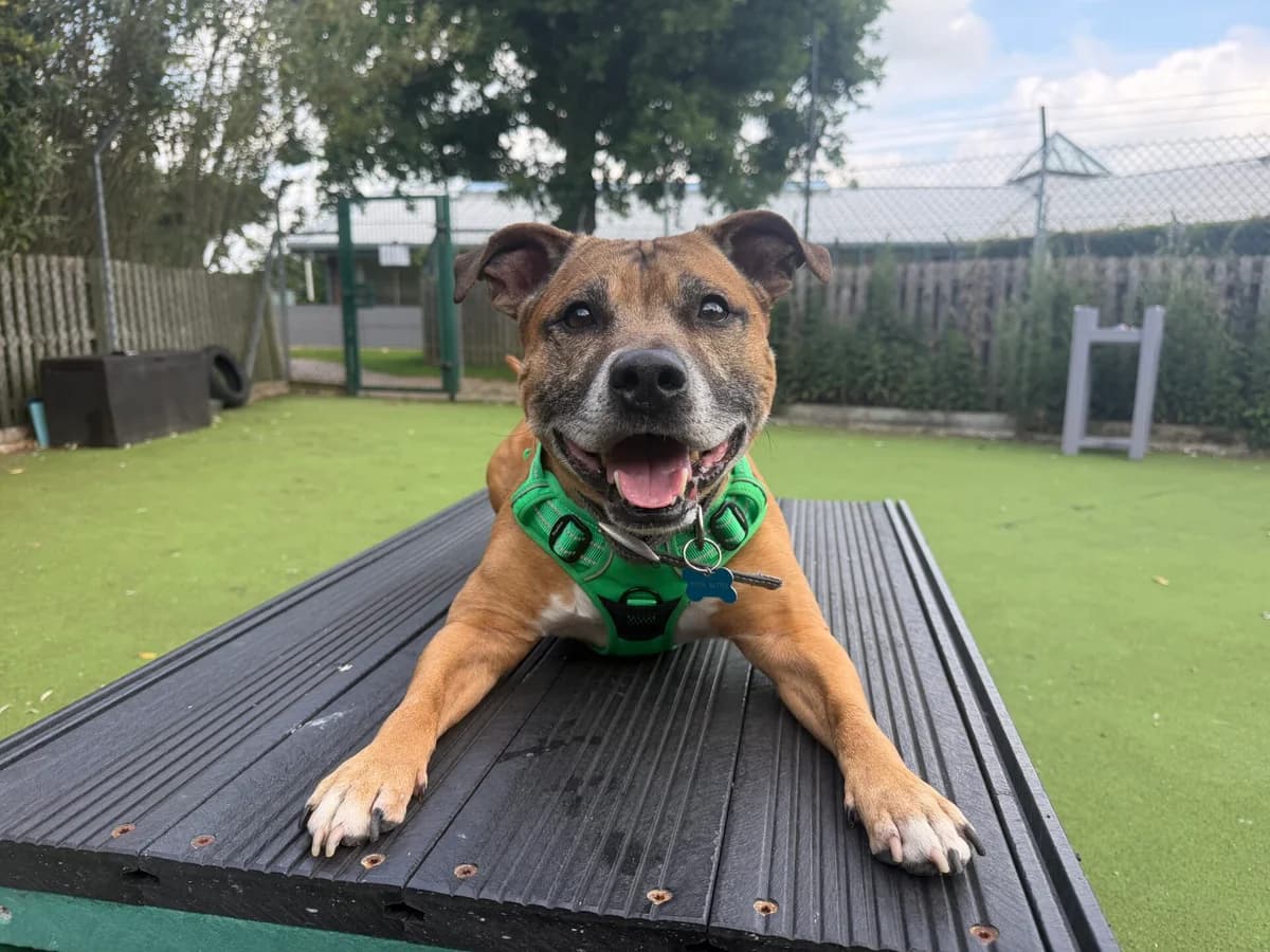 Sidney, male senior Staffordshire Bull Terrier for adoption at Woodgreen Pets Charity