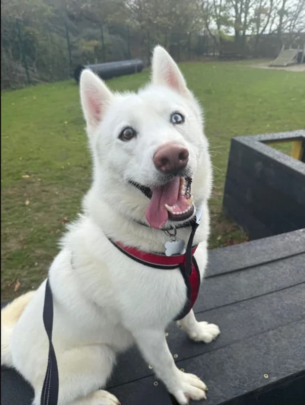 Snowy, male young Husky for adoption at Woodgreen Pets Charity