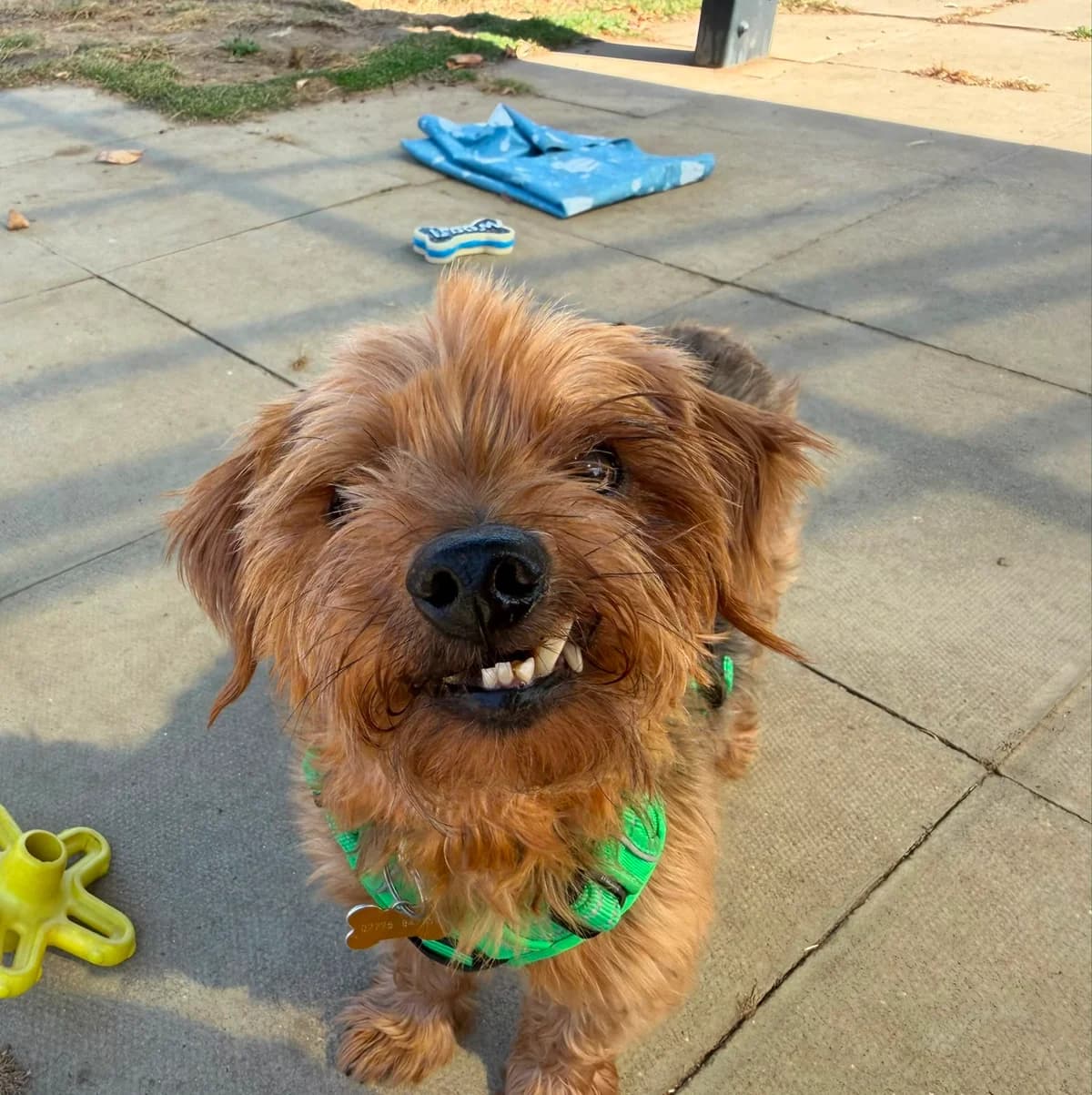 Teddy, male senior Yorkshire Terrier for adoption at Woodgreen Pets Charity
