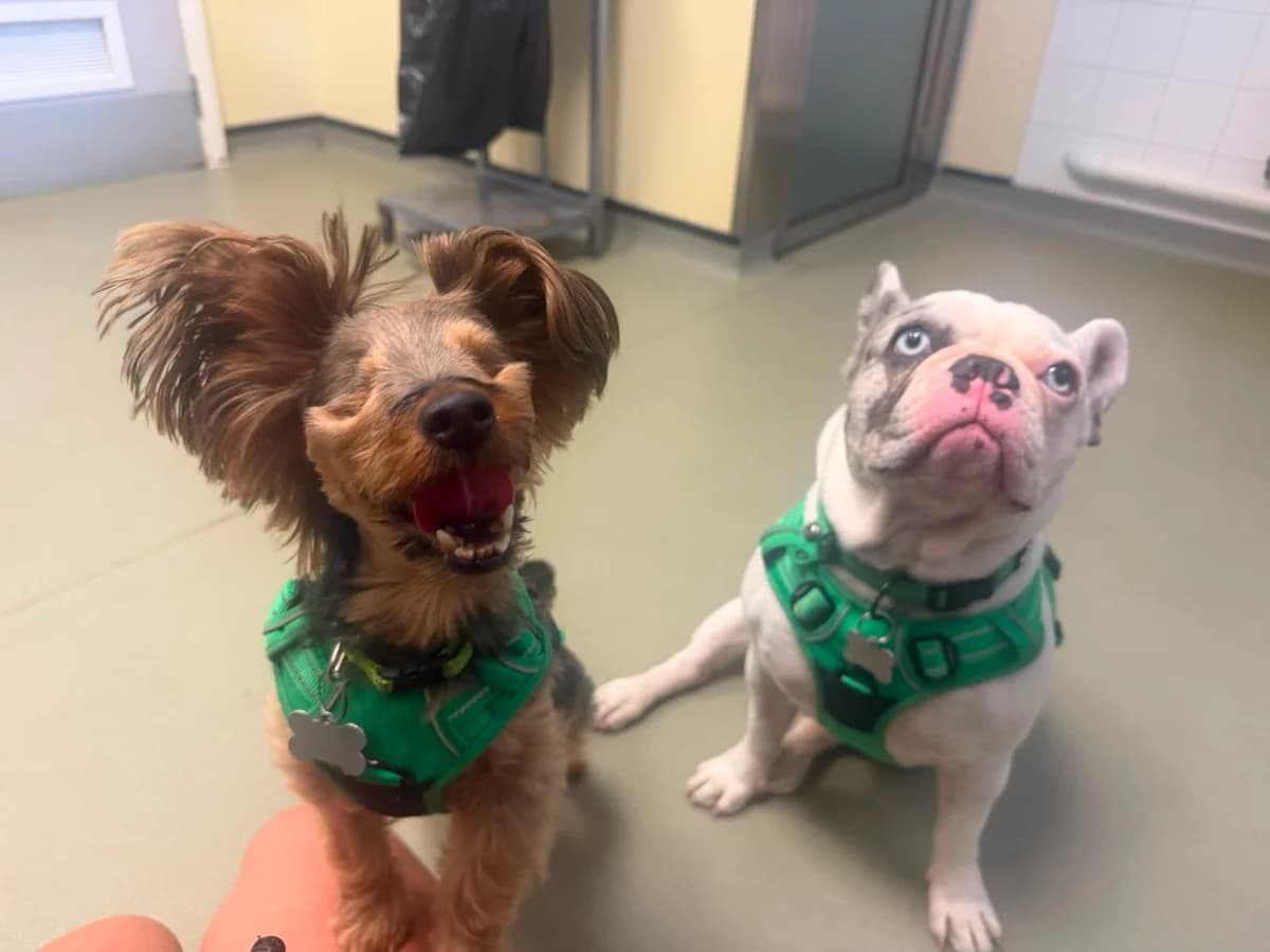 Terry & Blu, male 7yo Yorkshire Terrier for adoption at Woodgreen Pets Charity