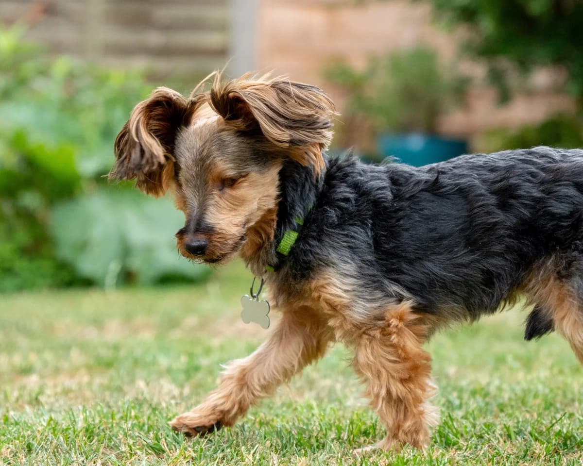 Terry, male senior Yorkshire Terrier for adoption at Woodgreen Pets Charity