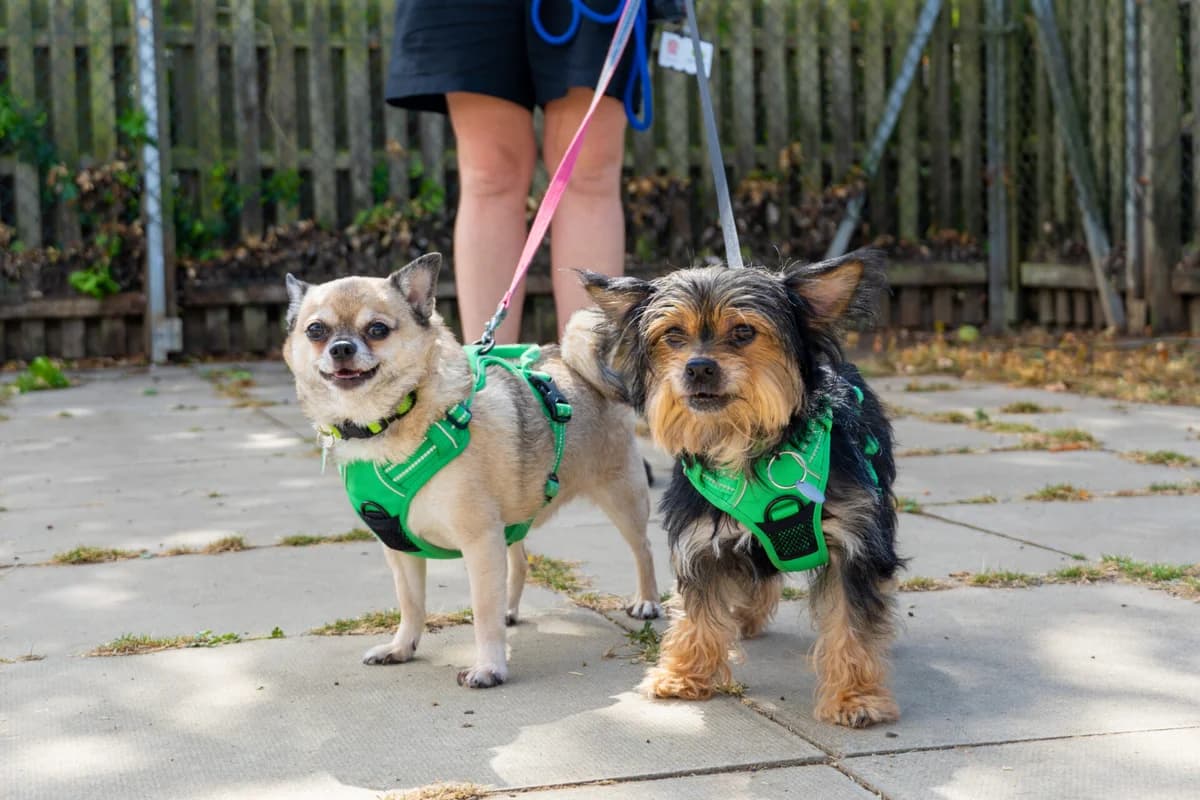Tilly & Joey, female 6yo Chihuahua for adoption at Woodgreen Pets Charity