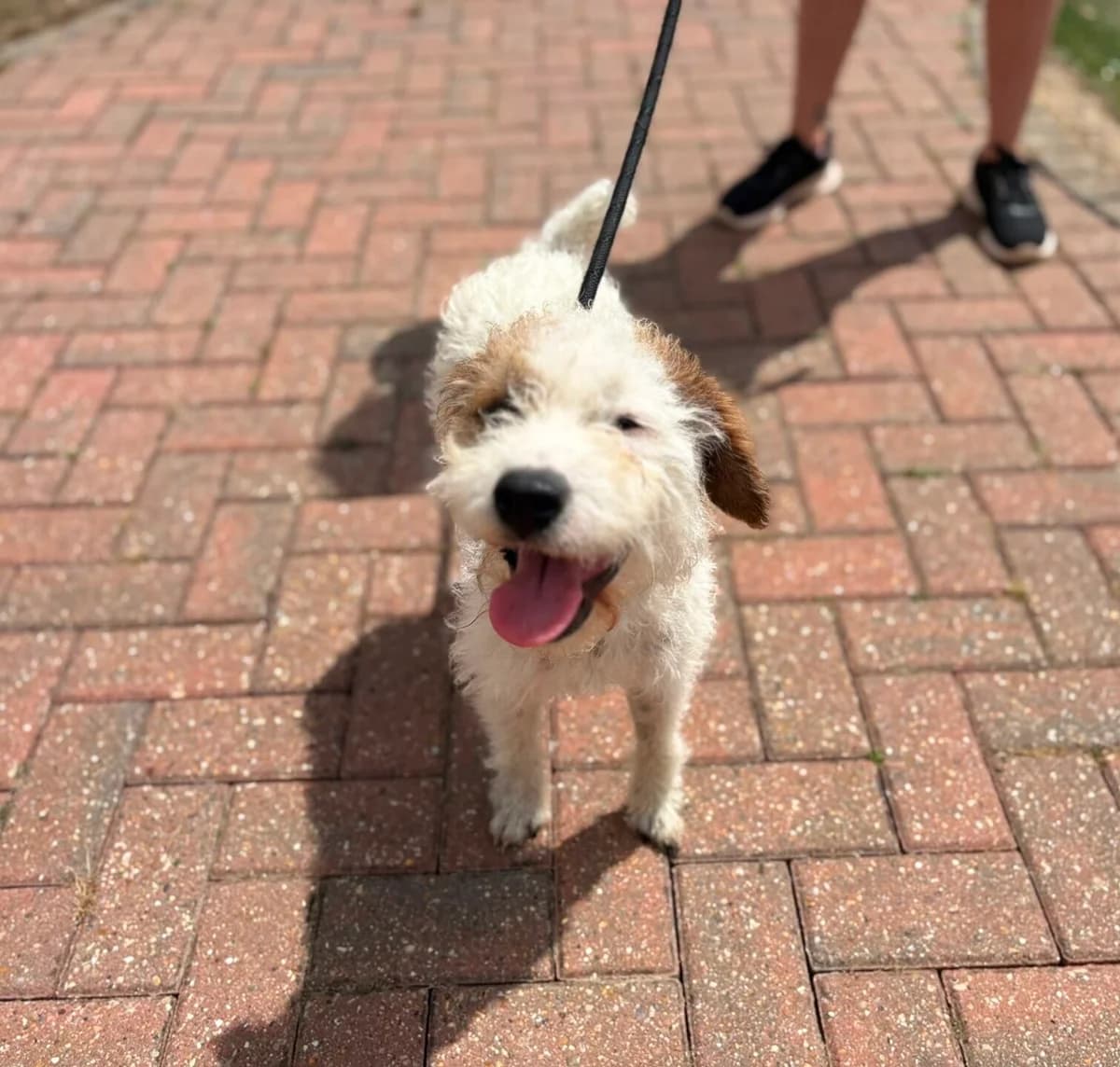 Todd, male young mixed breed for adoption at Woodgreen Pets Charity
