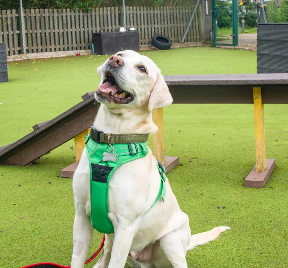 Will, male 5yo Labrador Retriever for adoption at Woodgreen Pets Charity