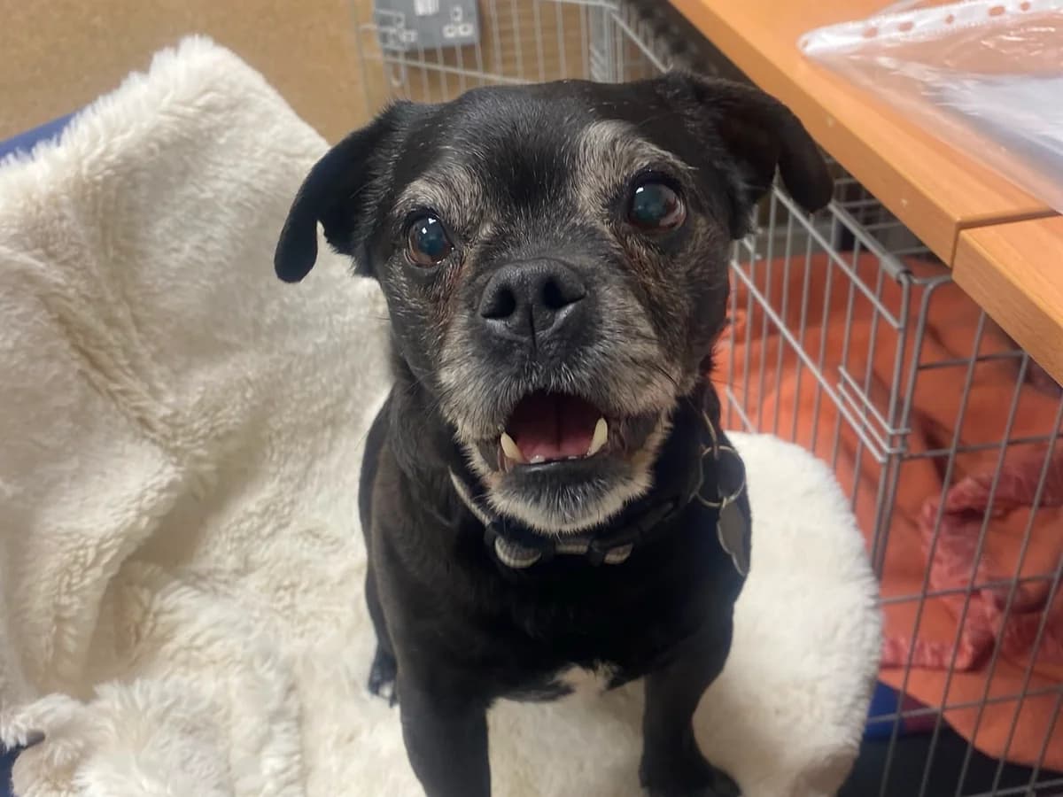 Winnie, female senior Jack Russell Terrier for adoption at Woodgreen Pets Charity