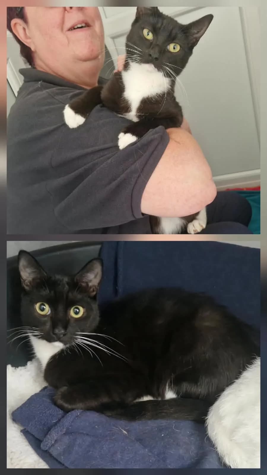 Bill & Ben, male Mixed Breed for adoption at Woodlands Animal Sanctuary