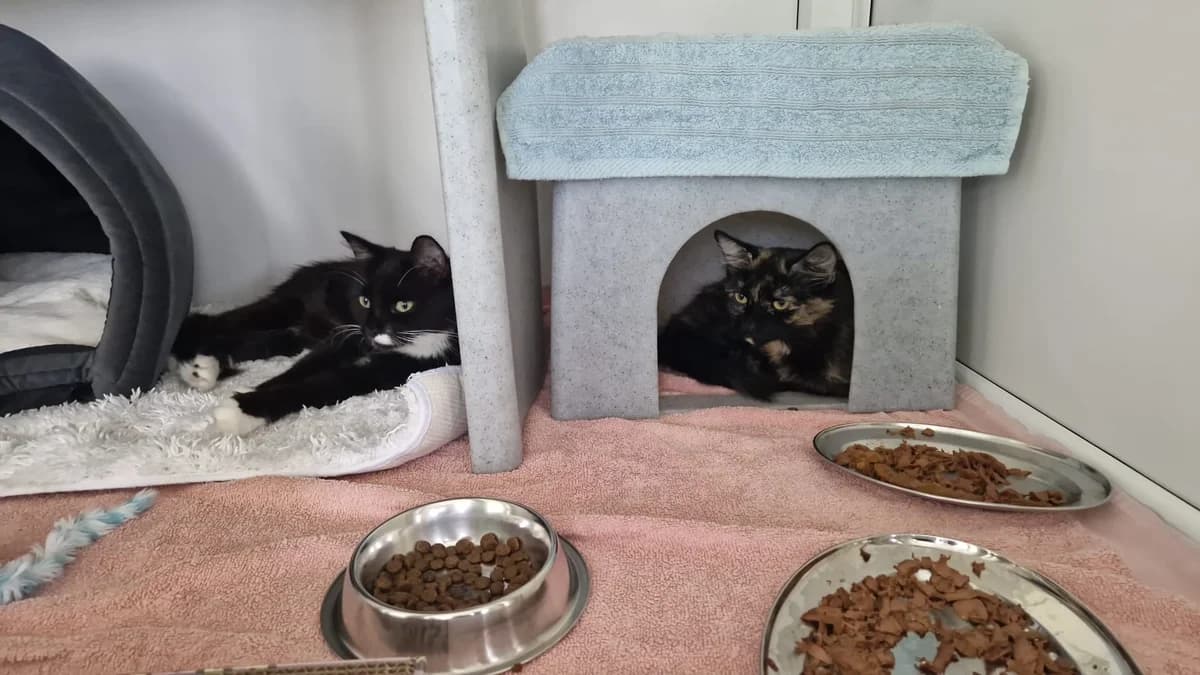 Cinnamon & Freya, female young Mixed Breed for adoption at Woodlands Animal Sanctuary