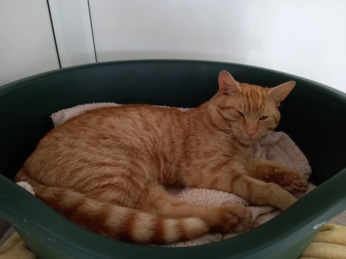 Clive, male 5yo Mixed Breed for adoption at Woodlands Animal Sanctuary