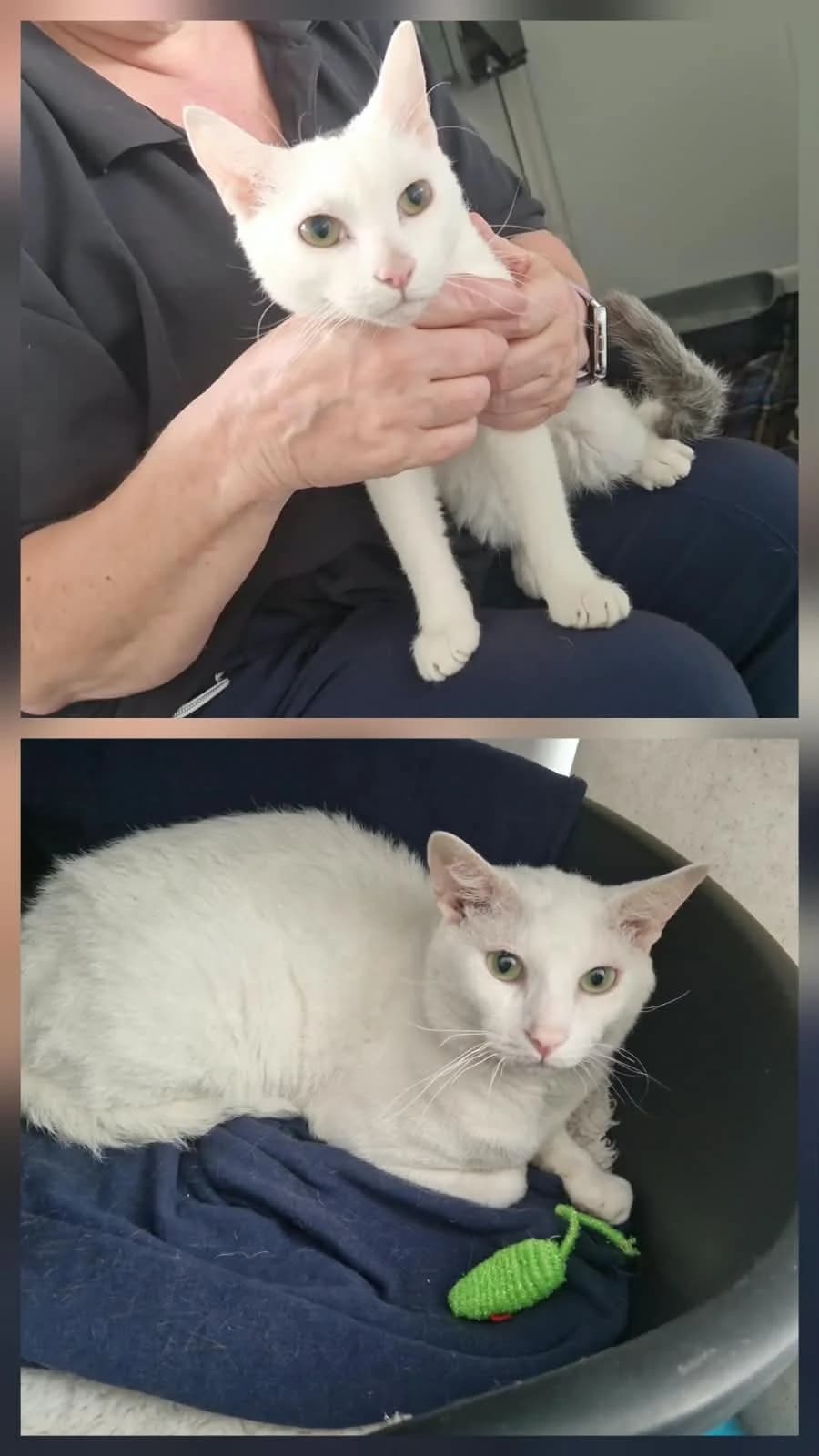 Curly & Caesar, male young Mixed Breed for adoption at Woodlands Animal Sanctuary