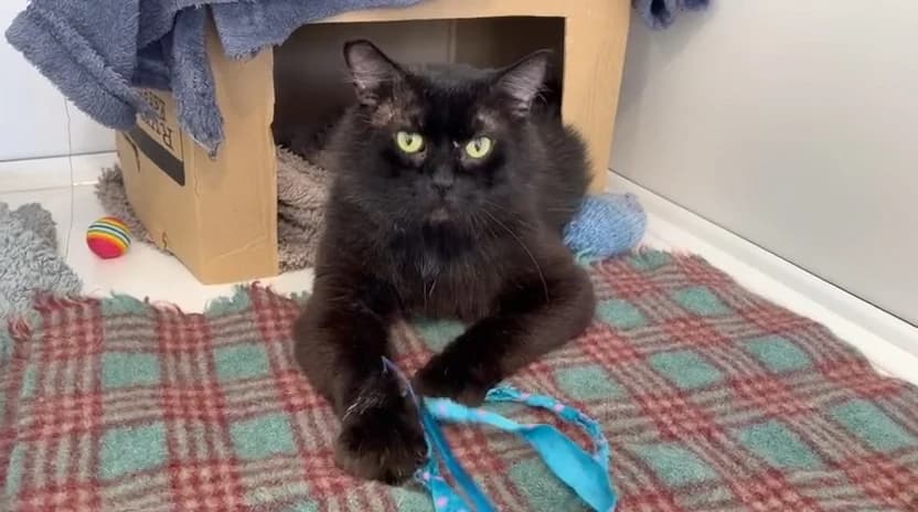 Dennis, male 7yo Mixed Breed for adoption at Woodlands Animal Sanctuary