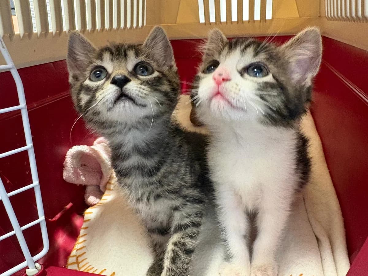 Jacky & Jill, female Mixed Breed for adoption at Woodlands Animal Sanctuary
